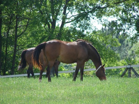 Horses grazing lush pastures may have trouble consuming enough dry matter until the forage matures.