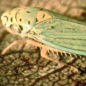 Leafhoppers