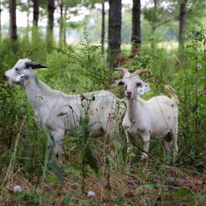 Meat goats on AAMU's Winfred Thomas Agricultural Research Station