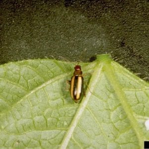 Flea Beetles
