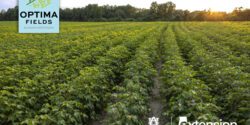 An image of a green cotton field at sunset. The Alabama Extension and Auburn University logos are in the bottom right corner, and the OPTIMA Fields logo is in in the upper left corner on a blue-green background.