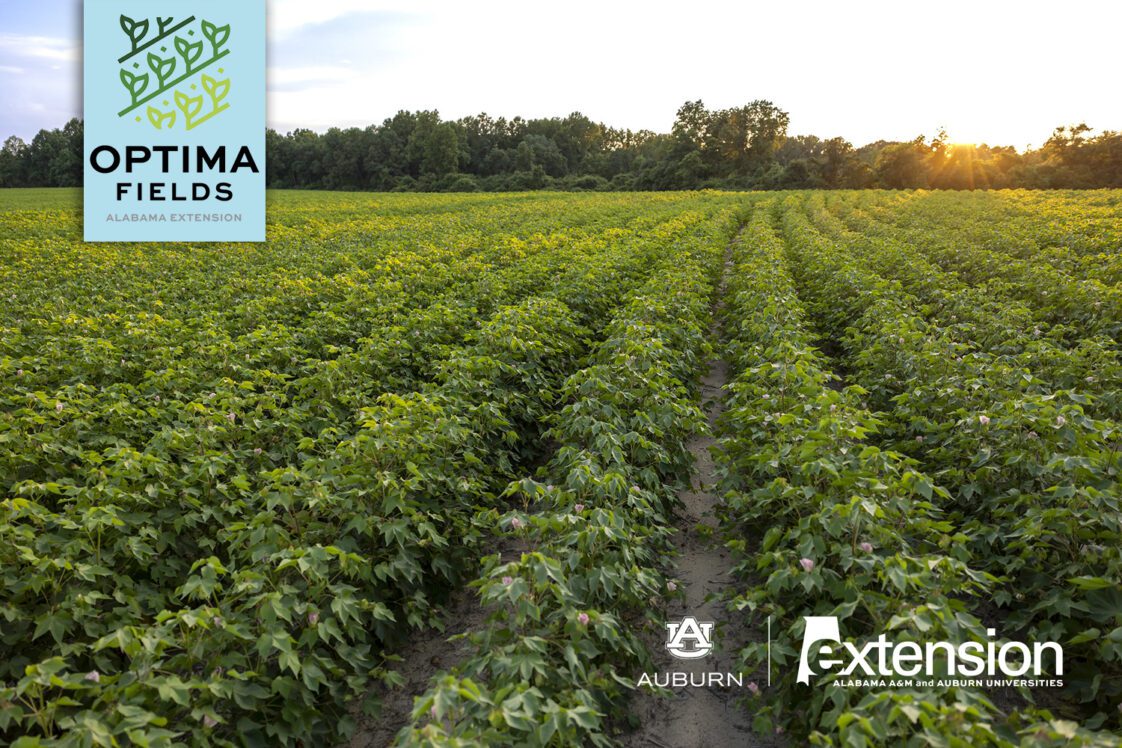 An image of a green cotton field at sunset. The Alabama Extension and Auburn University logos are in the bottom right corner, and the OPTIMA Fields logo is in in the upper left corner on a blue-green background.
