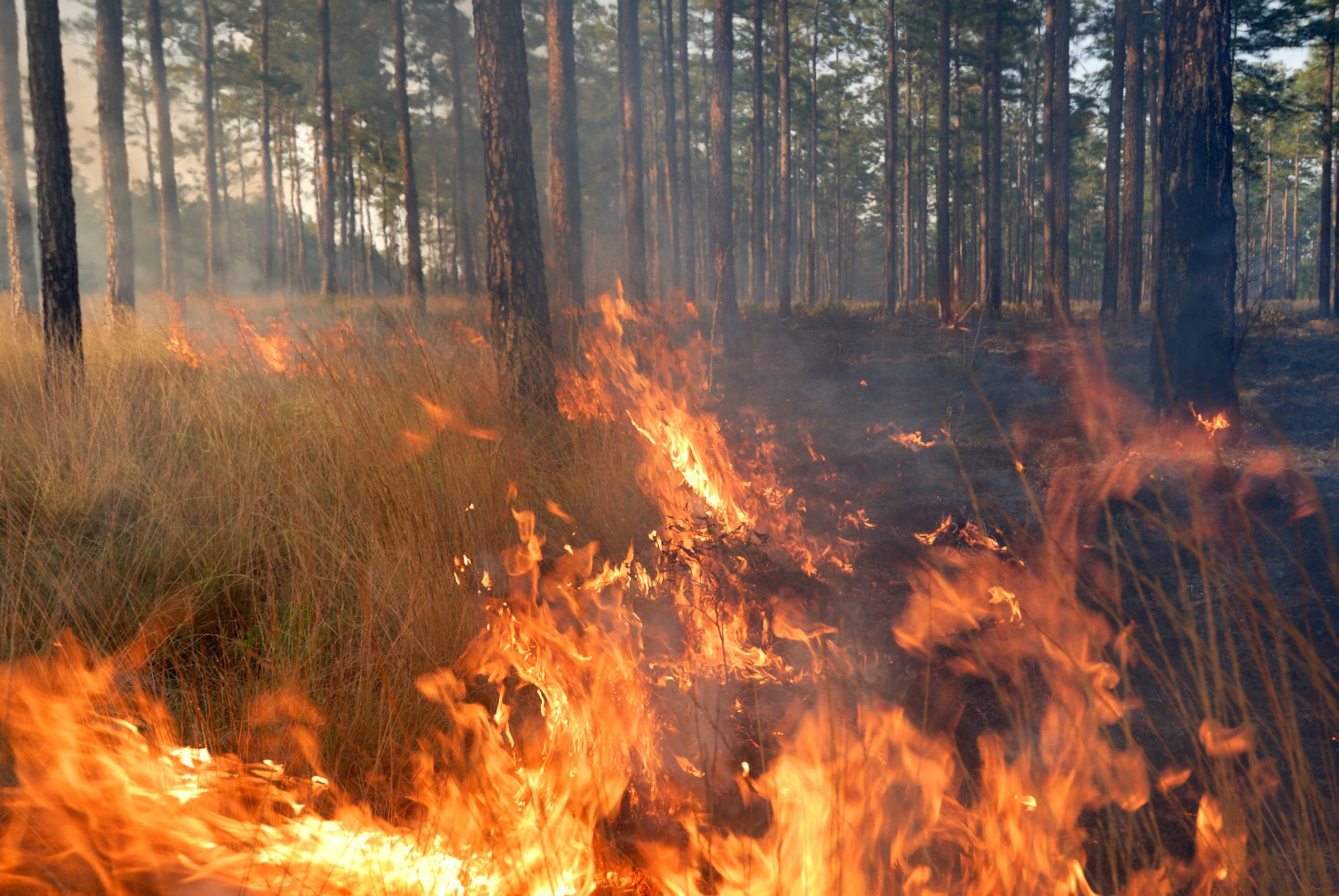 Prescribed fire in a pine forest