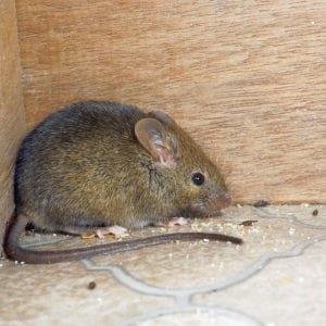 House mouse
