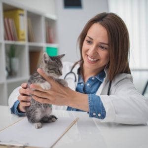 Woman veterinarian is holding a little cat.