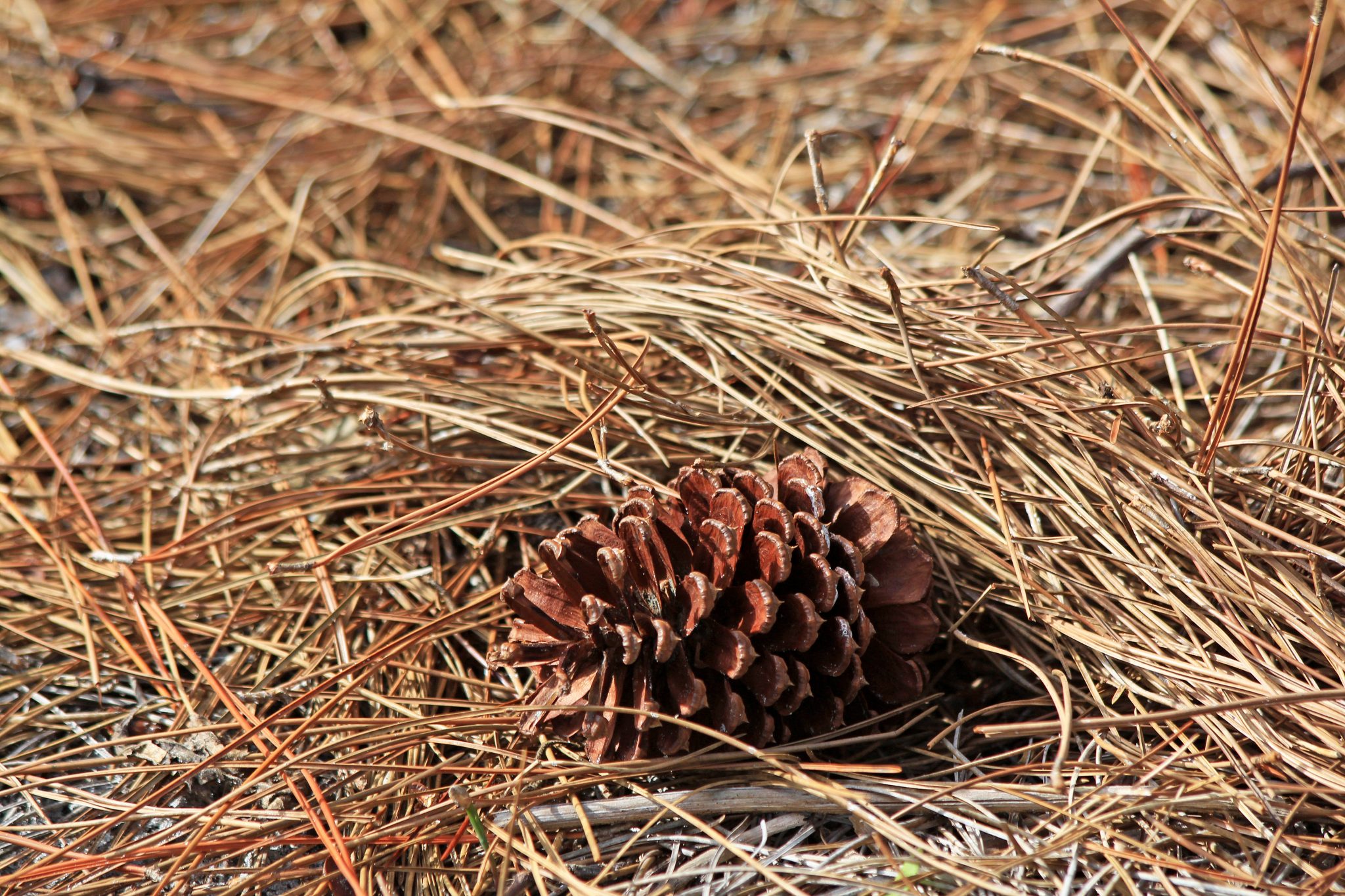 A pine cone laying on pine straw.