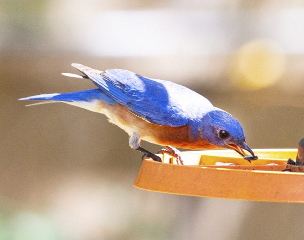 Eastern Bluebird at Feeder