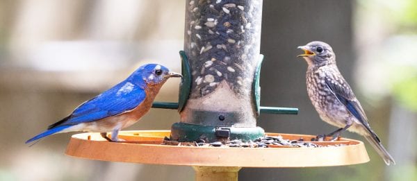 Eastern Bluebird and Juvenile