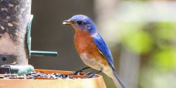 Eastern Bluebird