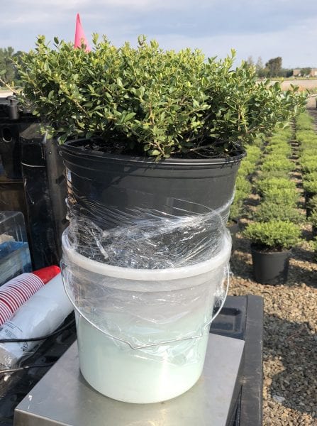Figure 2. Container plant placed in a collection bucket and sealed with plastic wrap. A 6-inch section of PVC pipe was used as a spacer between the plant and the collection bucket. “
