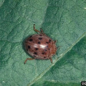 Mexican Leaf Beetle Adult
