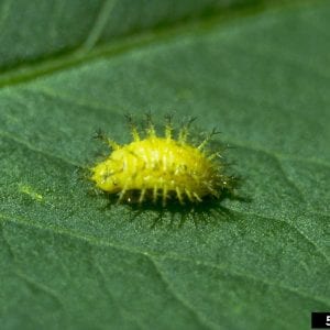Mexican Leaf Beetle Larva