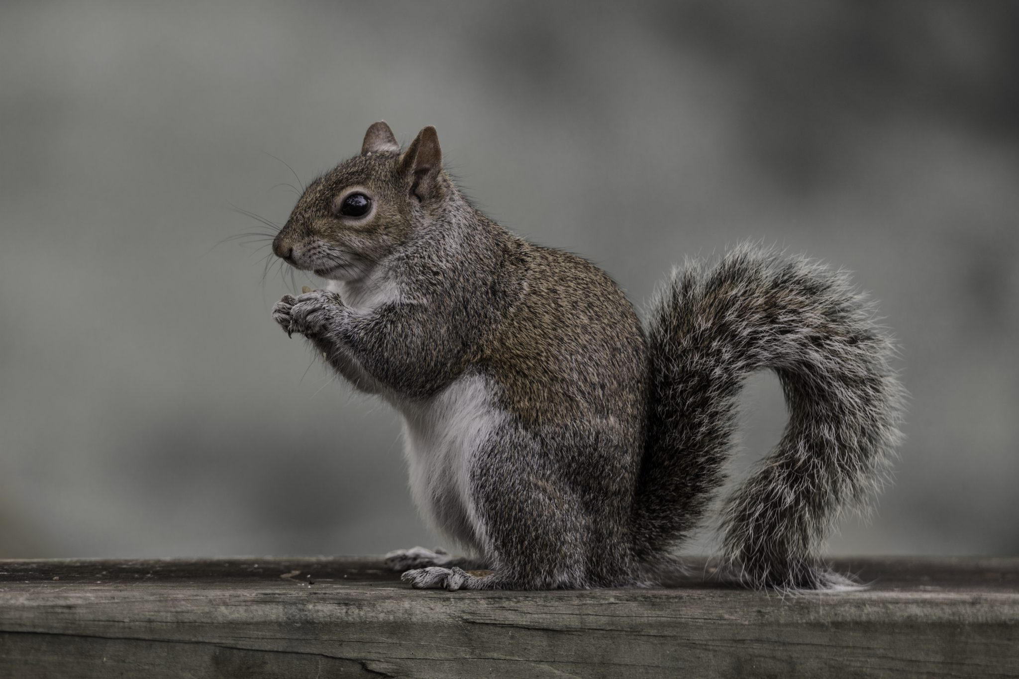 Gray Squirrel