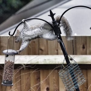 Figure 2. Eastern gray squirrel on bird feeder