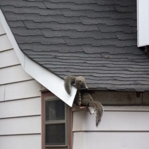 Figure 7. Eastern gray squirrels entering through soffit