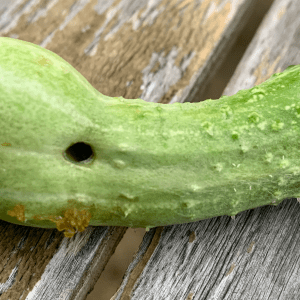 Pickleworm damage