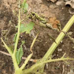 Melonworm leaf damage