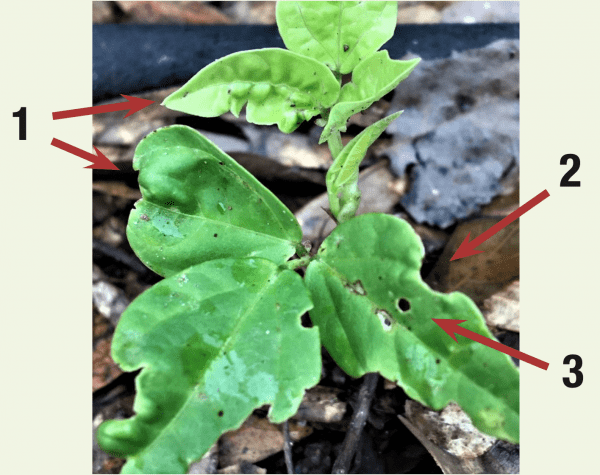Early-Season Plant Problems & Probable Causes on Peas & Beans