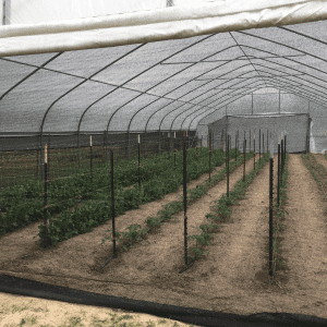Netting pest exclusion
