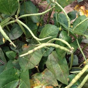 Sooty Mold from Severe Aphid Outbreak