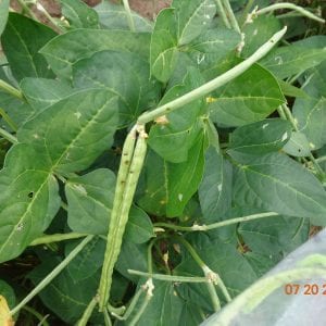 Deep round holes made by caterpillars