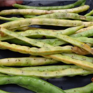 Cowpea curculio feeding injury on pods (numerous shallow holes