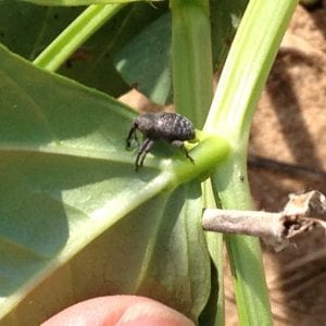 Cowpea Curculio