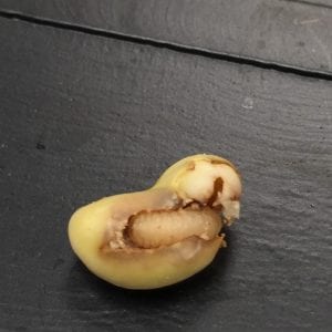 Cowpea Curculio Larva