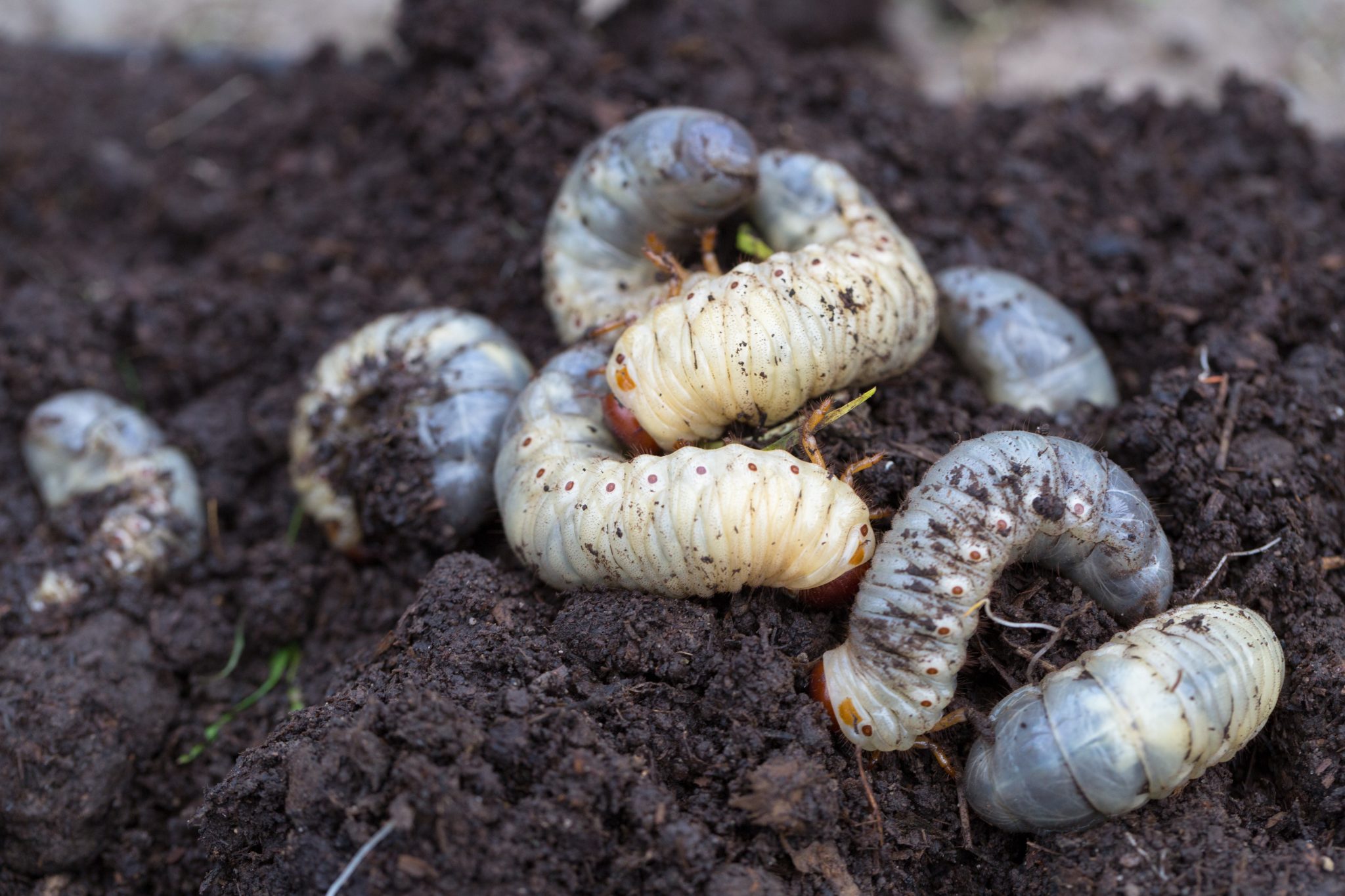 Controlling White Grubs on Lawns and Turf - Alabama Cooperative