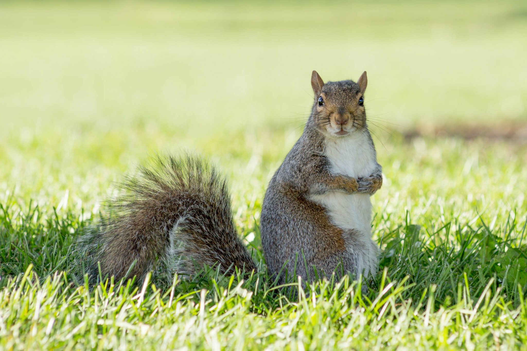 grey squirrel