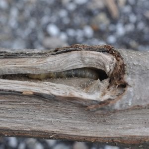Figure 1. Borer larvae are generally the damaging life stage. They develop inside the host plant protected by the plant.