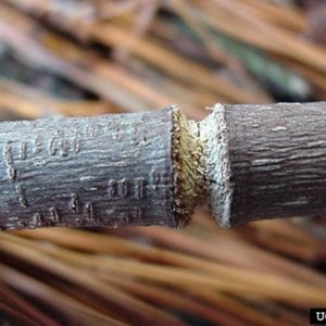 Figure 11. Damage from a branch\twig pruner. (Photo credit: James Solomon, USDA Forest Service, Bugwood.org)