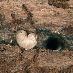 Figure 12. Bark or ambrosia beetle larvae are always legless, but have a head that contrasts with their body. (Photo credit: Whitney Cranshaw, Colorado State University, Bugwood.org)