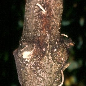 Figure 15. Frass sticks are insect excrement and sawdust thrust through the entrance hole of certain ambrosia beetles such as granulate ambrosia beetles. (Photo credit: J. R. Baker and S. B. Bambara, North Carolina State University, Bugwood.org)