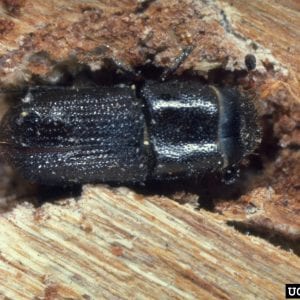 Figure 16. Southern pine beetle adult. (Photo credit: USDA Forest Service–Region 8–Southern, Bugwood.org)