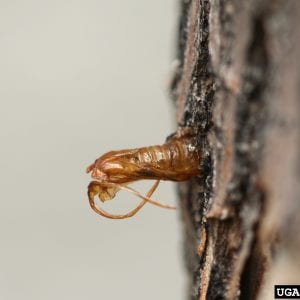 Figure 17. Wood-boring caterpillars leave behind the pupal skin when they emerge. (Photo credit: Whitney Cranshaw, Colorado State University, Bugwood.org)