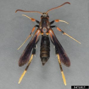 Figure 18. Clearwing moths resemble wasps. This species, the ash clearwing borer, could be mistaken for a paper wasp or red wasp. (Photo credit: Mark Dreiling, Bugwood.org)