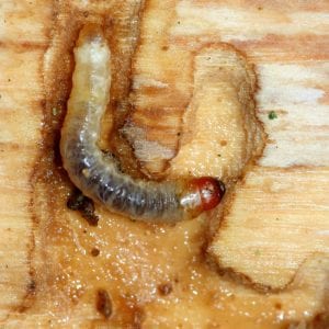 Figure 19. A clearwing moth larva (caterpillar) in the gallery. (Photo credit: David Cappaert, Bugwood.org)