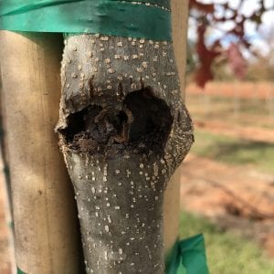 Figure 21. Swelling on the trunk of an oak tree around the entrance and exit hole of a carpenterworm.