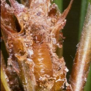 Figure 22. A few families of small moths have caterpillars that bore into the new shoots of trees and shrubs.