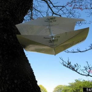 Figure 23. A wing-type trap baited with pheromones is commonly used to monitor the flight of moths. (Photo credit: Dawn Dailey O’Brien, Cornell University, Bugwood.org)