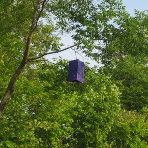 Figure 24. A purple panel trap uses color to attract certain beetle borers. (Photo credit: Dawn Dailey O’Brien, Cornell University, Bugwood.org)