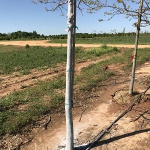 Figure 26. An oak tree just after a trunk spray of kaolin clay was applied. For comparison, note the tree on the right that was not treated.