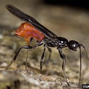 Figure 27. Parasitoids that attack borers have a long ovipositor so they can sting the larvae in the gallery and deposit an egg. (Photo credit: David Cappaert, Bugwood.org)