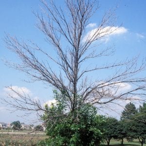 Figure 3. Canopy dieback in an ash tree from an infestation of emerald ash borer. (Photo credit: Daniel Herms, The Ohio State University, Bugwood.org)