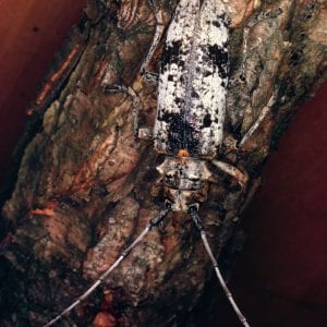 Figure 5. Adult white oak borer, a longhorned beetle adult (Cerambycidae). (Photo credit: James B. Hanson, USDA Forest Service, Bugwood.org)
