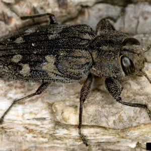 Figure 7. Flatheaded apple tree borer adult stage. (Photo credit: David Cappaert, Bugwood.org)