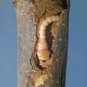 Figure 8. Flatheaded appletree borer. (Photo credit: James Solomon, USDA Forest Service, Bugwood.org)