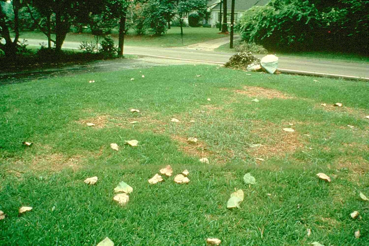 Figure 2.. Take-all patch on St. Augustinegrass with grassy weeds infiltrating the dying patches of turf.