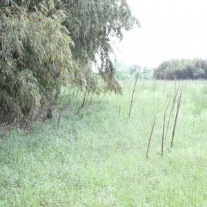 Figure 3. New culms emerging in a buffer zone around a grove. During the growing season, the area should be mowed until new culms are no longer emerging. The length of time may be species dependent.